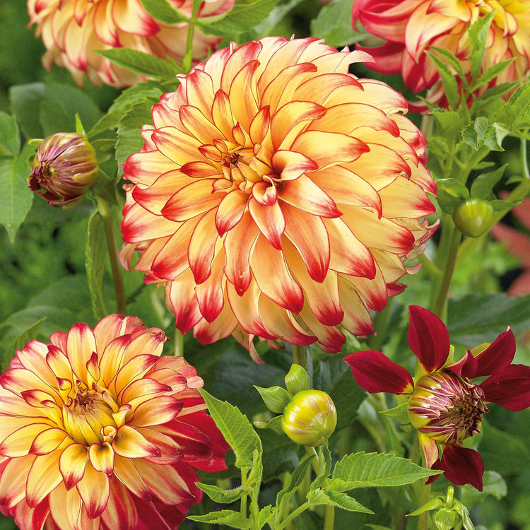 Dahlia Plant 'Lady Darlene'