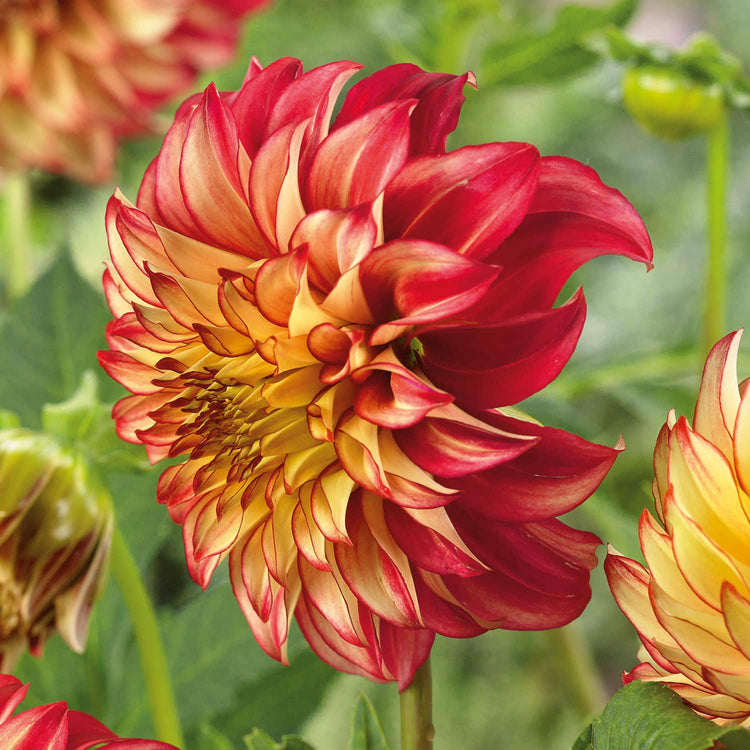 Dahlia Plant 'Lady Darlene'