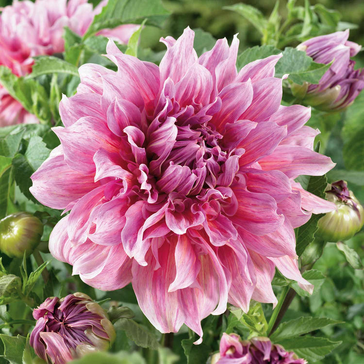 Dahlia Plant 'Maki'