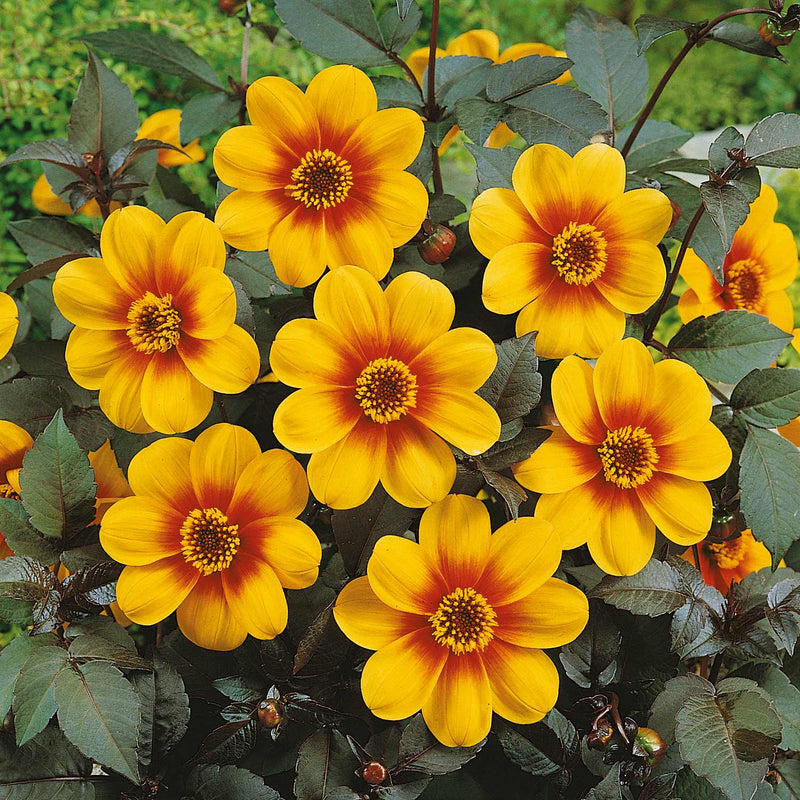 Dahlia Plant 'Sunshine'