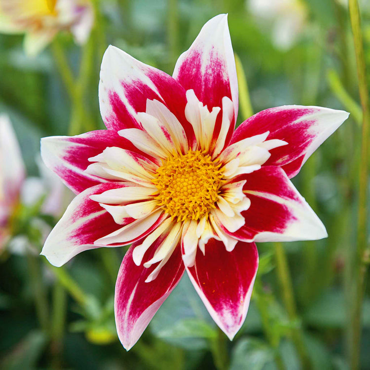 Dahlia Tuber 'Fashion Monger'