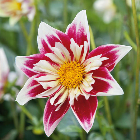 Dahlia Tubers 'Bee and Butterfly Honey Fest'