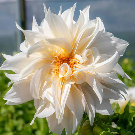 Dahlia Plant 'Café au Lait'