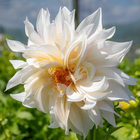 Dahlia Plant 'Café au Lait'