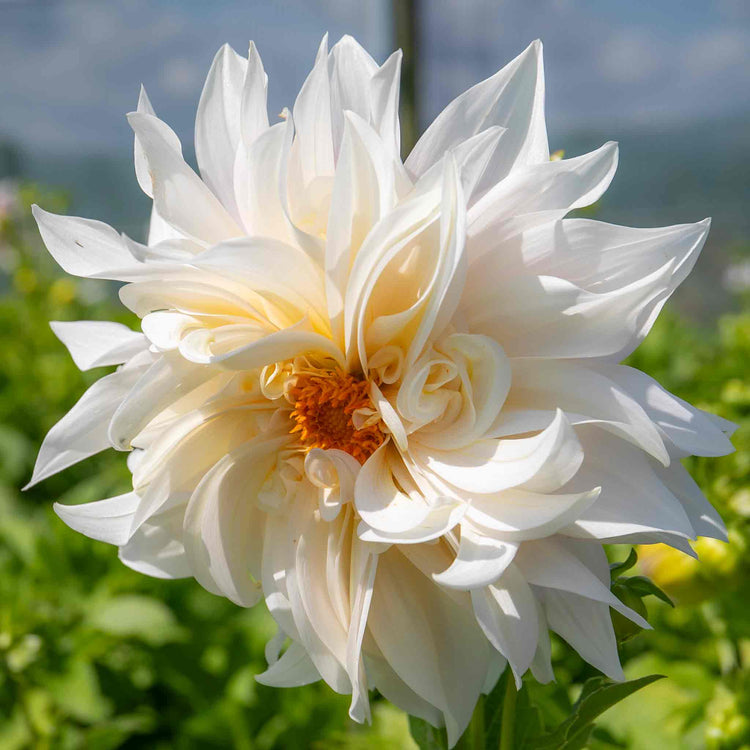Dahlia Plant 'Café au Lait'