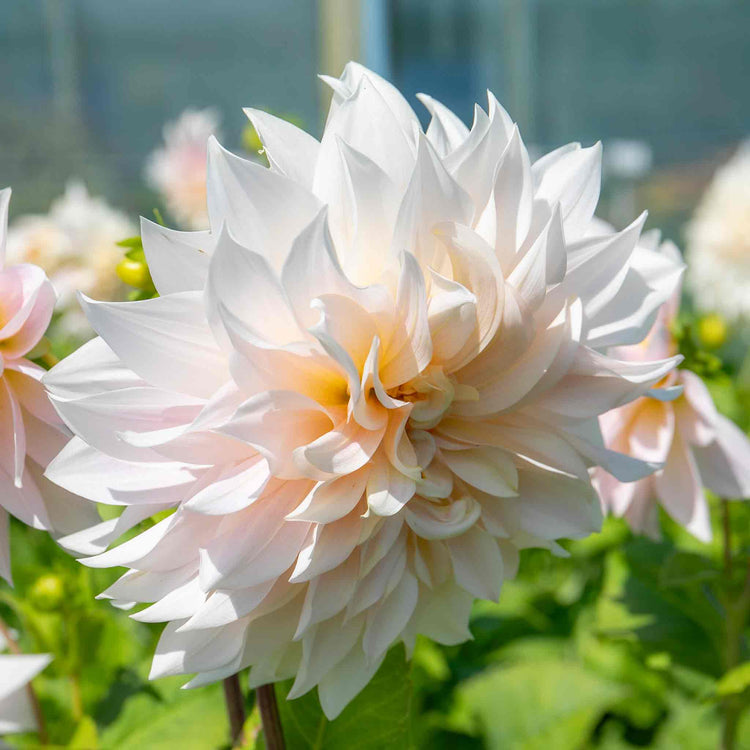 Dahlia Plant 'Café au Lait'
