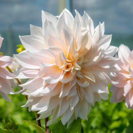 Dahlia Plant 'Café au Lait'