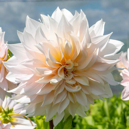 Dahlia Plant 'Café au Lait'
