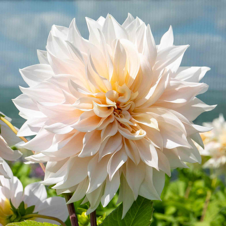 Dahlia Plant 'Café au Lait'