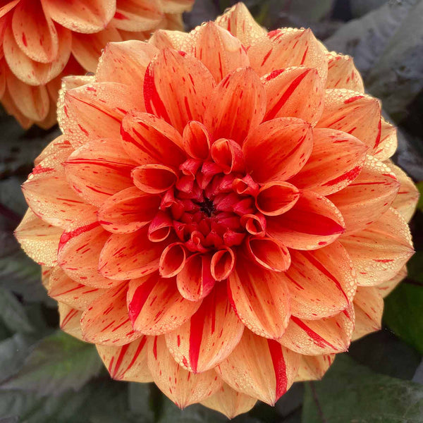 Dahlia Plant 'Ellen Huston'