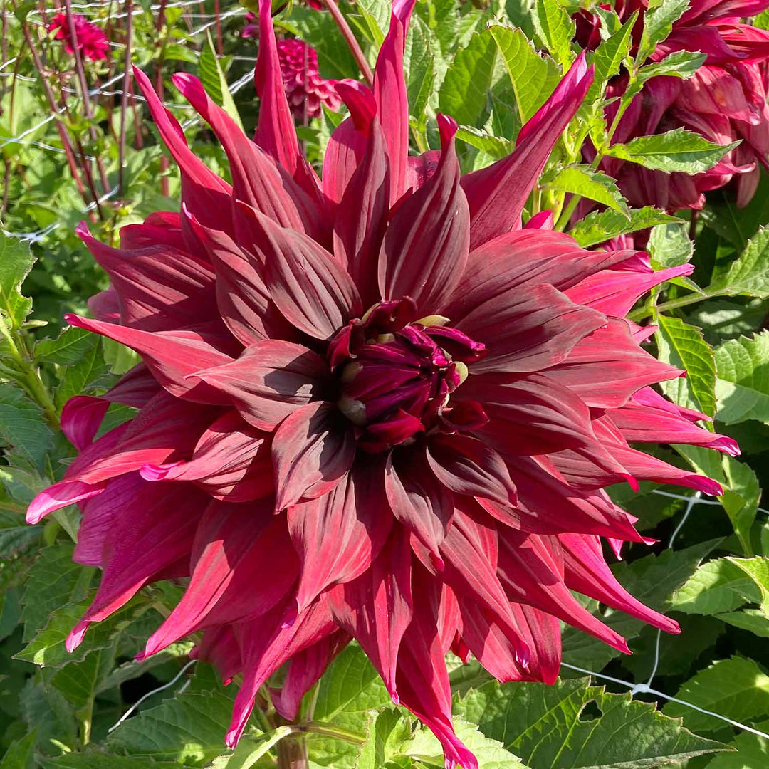 Dahlia 'Brigitta Alida' Tuber Buy Dahlia Tubers Online Dahlia