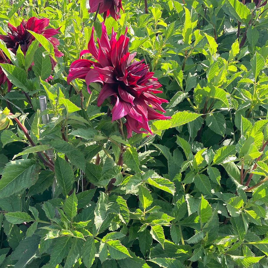 Dahlia 'Brigitta Alida' Tuber Buy Dahlia Tubers Online Dahlia