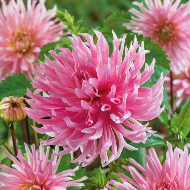 Dahlia Tuber 'Hollyhill Cotton Candy'