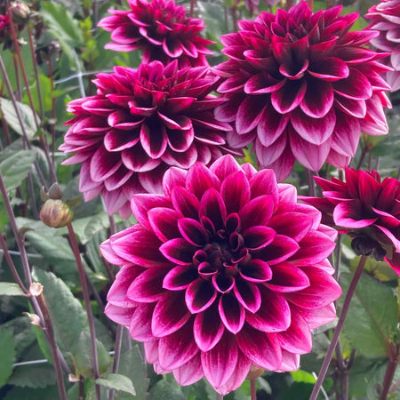 Dahlia Plants 'Davina Michelle'