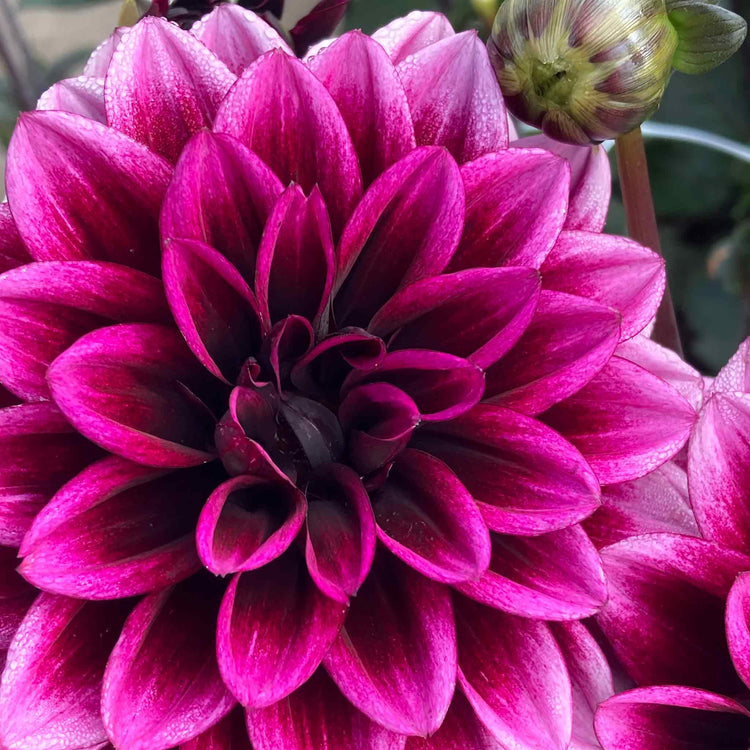 Dahlia Plants 'Davina Michelle'