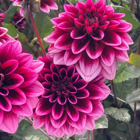 Dahlia Plants 'Davina Michelle'