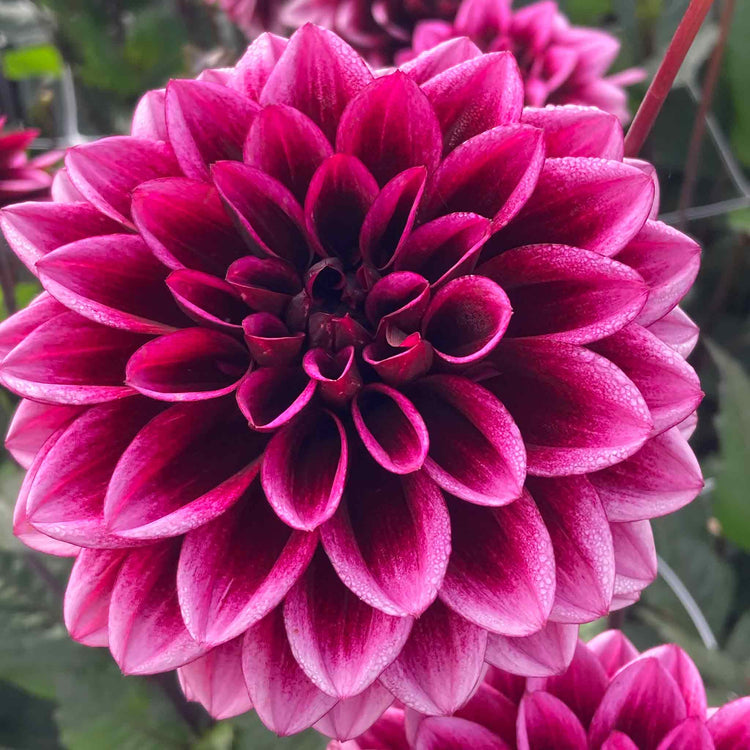 Dahlia Plants 'Davina Michelle'