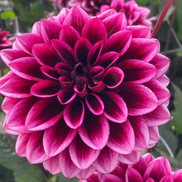 Dahlia Plants 'Davina Michelle'