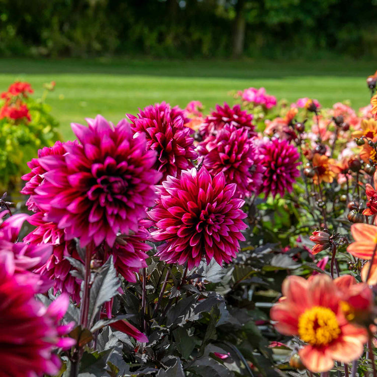 Dahlia Plants 'Davina Michelle'