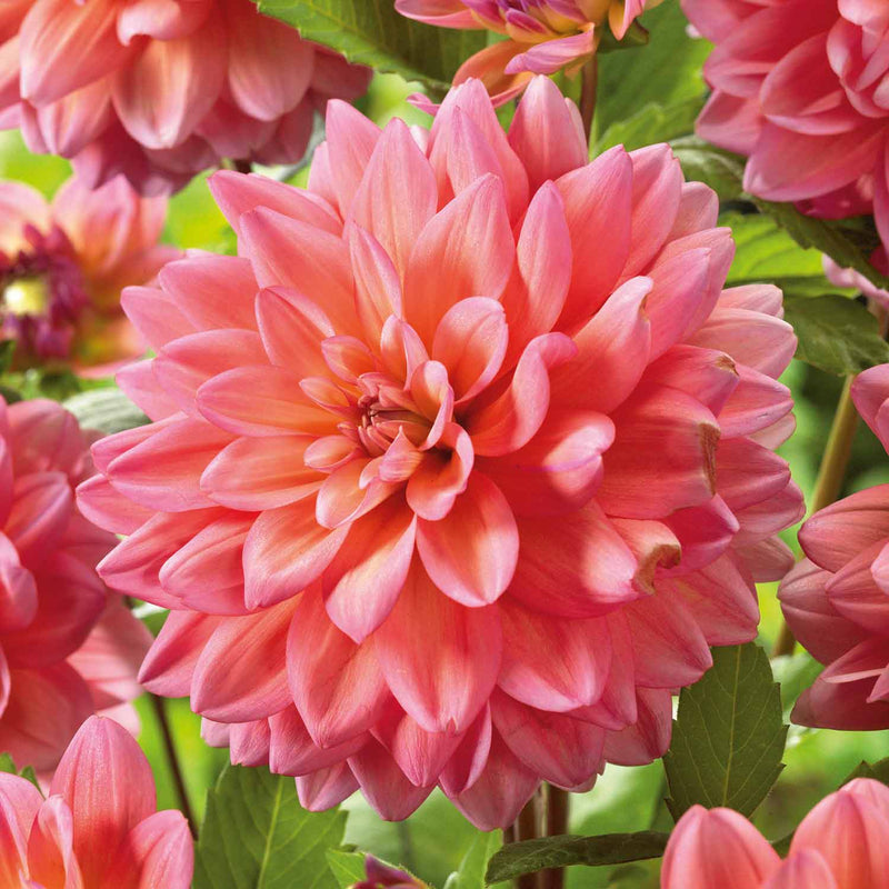 Dahlia Tuber 'Great Silence'