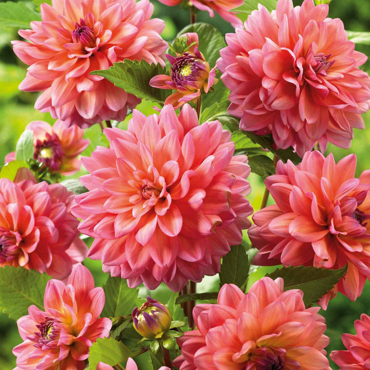 Dahlia Tuber 'Great Silence'