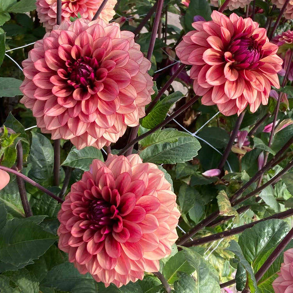 Dahlia Plant 'Jowey Merel'