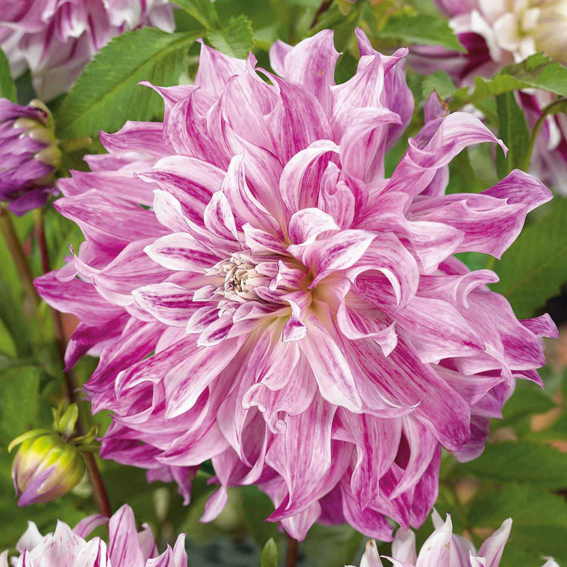 Dahlia Tuber 'Bristol Stripe'