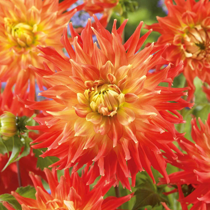 Dahlia Tuber 'Fired Up'