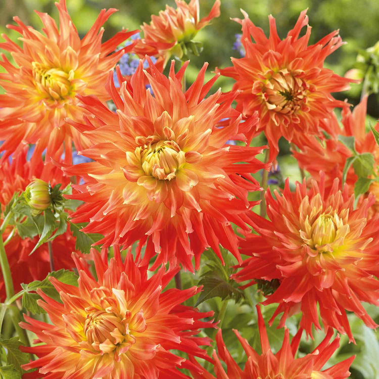 Dahlia Tuber 'Fired Up'