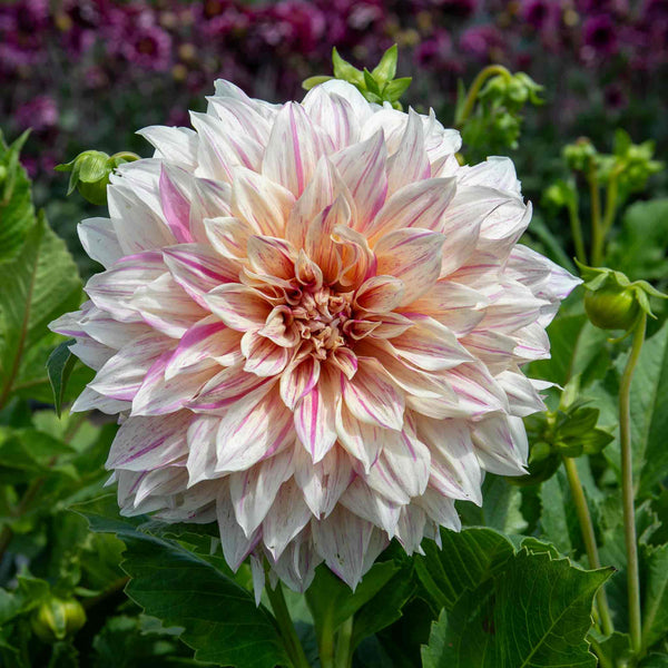 Dahlia Plant 'Cafe au Lait Twist'