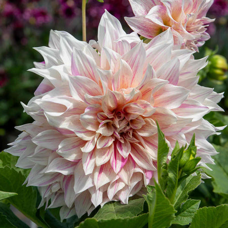 Dahlia Plant 'Cafe au Lait Twist'