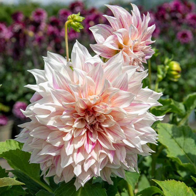 Dahlia Plant 'Cafe au Lait Twist'