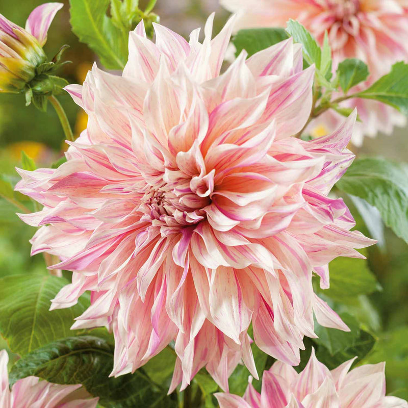 Dahlia Plant 'Cafe au Lait Twist'