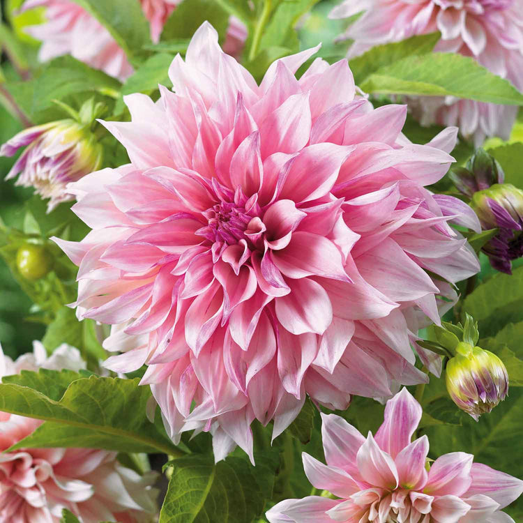 Dahlia Plant 'Cafe au Lait Royale'