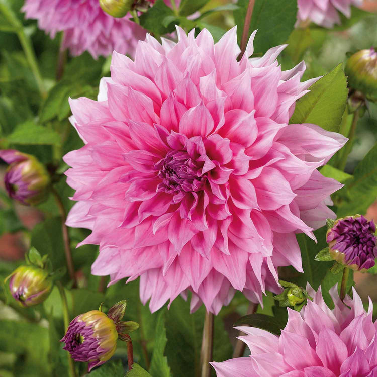 Dahlia Plant 'Cafe au Lait Rose'