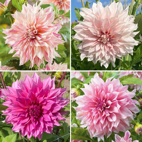 Dahlia Plants 'Cafe Au Lait' Collection