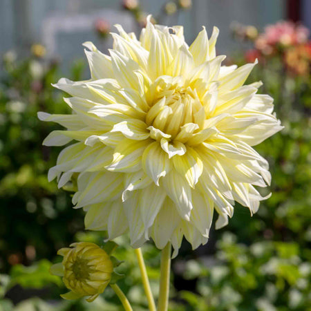 Dahlia Plant 'La Luna'