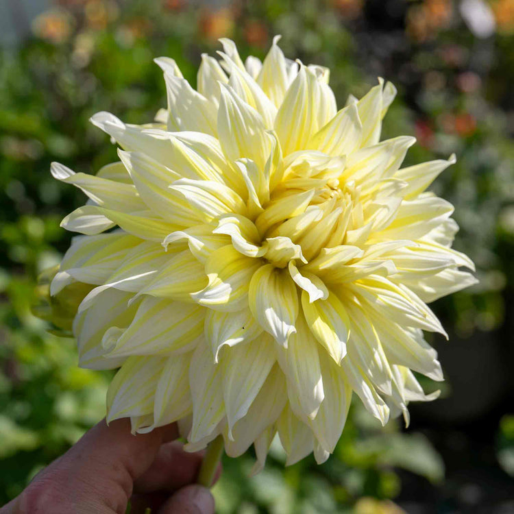 Dahlia Plant 'La Luna'