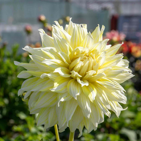 Dahlia Plant 'La Luna'