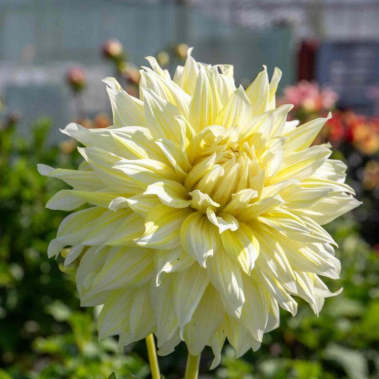 Dahlia Plant 'La Luna'