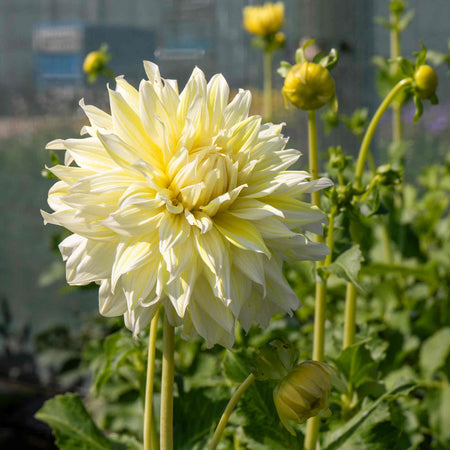 Dahlia Plant 'La Luna'