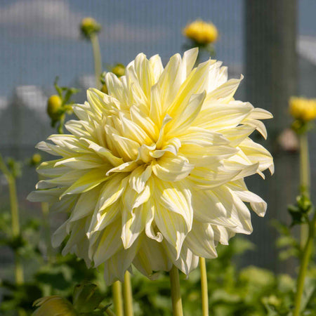 Dahlia Plant 'La Luna'