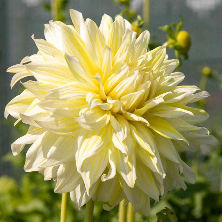 Dahlia Plant 'La Luna'