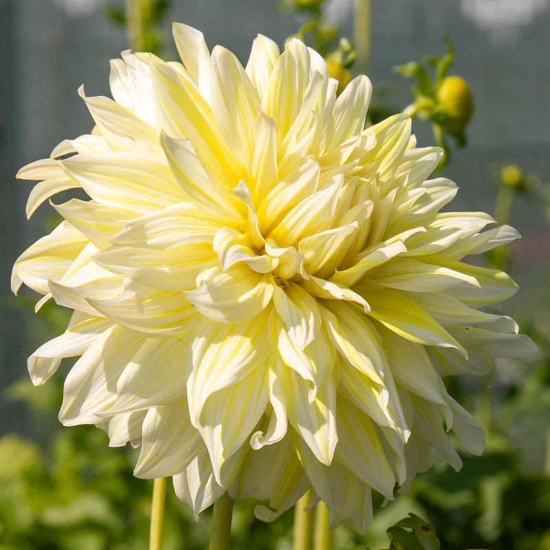 Dahlia Plant 'La Luna'
