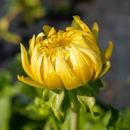 Dahlia Plant 'La Luna'
