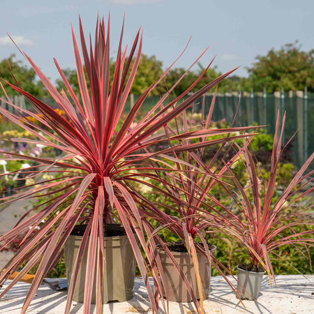 Cordyline Plant 'Charlie Boy'