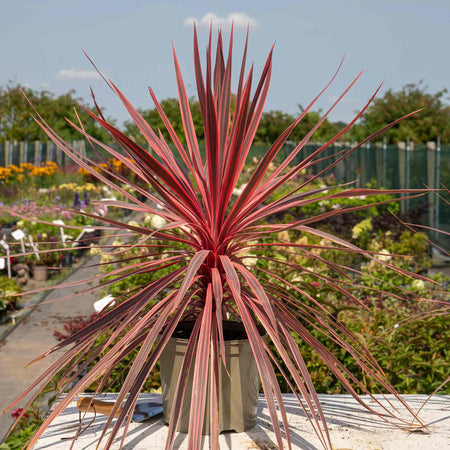 Cordyline Plant 'Charlie Boy'