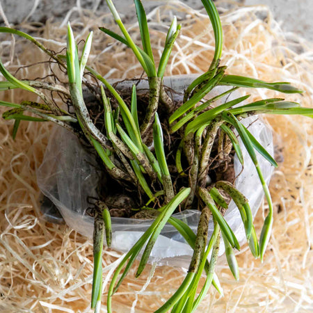 Common Snowdrop Bulbs in the Green