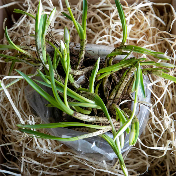 Double Snowdrop Bulbs in the Green 'Flore Pleno'