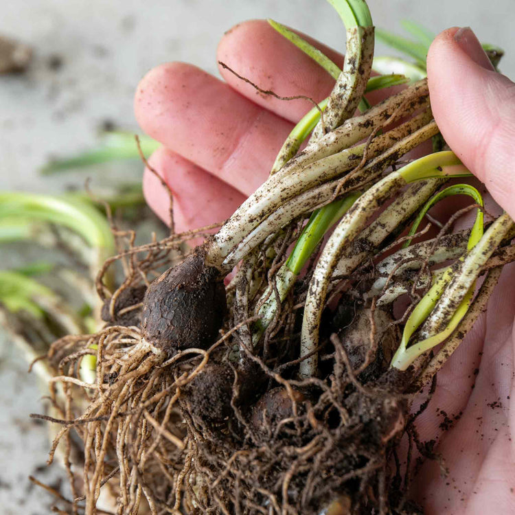 Snowdrop Bulbs in the Green Collection